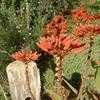 Thumbnail #5 of Aloe munchii by RWhiz