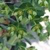 Thumbnail #2 of Euphorbia x martini by palmbob
