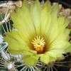 Thumbnail #3 of Coryphantha echinus by EricInSF