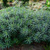 Thumbnail #5 of Euphorbia x martini by rcn48
