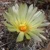 Thumbnail #2 of Coryphantha echinus by leeann6