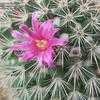 Thumbnail #2 of Mammillaria spinosissima by Xenomorf