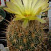 Thumbnail #5 of Coryphantha echinus by thistlesifter