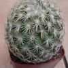 Thumbnail #4 of Coryphantha echinus by oldmudhouse