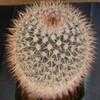 Thumbnail #4 of Mammillaria spinosissima by Xenomorf