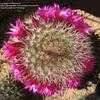 Thumbnail #3 of Mammillaria spinosissima by Xenomorf