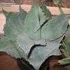Thumbnail #3 of Agave ovatifolia by Xenomorf