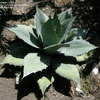 Thumbnail #5 of Agave ovatifolia by palmbob