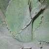 Thumbnail #4 of Agave ovatifolia by Xenomorf