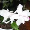 Thumbnail #3 of Schlumbergera truncata by obatalov