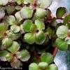 Thumbnail #3 of Sedum spurium by Happenstance