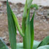 Thumbnail #1 of Agave  by RonniePitman