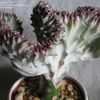 Thumbnail #3 of Euphorbia lactea by jamlover