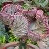 Thumbnail #2 of Euphorbia lactea by cactus_lover