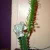 Thumbnail #5 of Euphorbia lactea by SERU