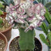 Thumbnail #4 of Euphorbia lactea by WNYwillieB