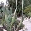 Thumbnail #1 of Opuntia ficus-indica var. decumana by palmbob