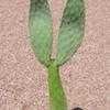 Thumbnail #2 of Opuntia ficus-indica var. decumana by Xenomorf