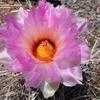 Thumbnail #5 of Thelocactus bicolor by leeann6