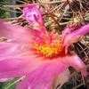 Thumbnail #2 of Thelocactus bicolor by Xenomorf