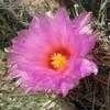 Thumbnail #4 of Thelocactus bicolor by Xenomorf