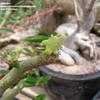 Thumbnail #2 of Dorstenia gigas by palmbob
