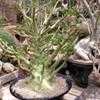Thumbnail #1 of Dorstenia gigas by palmbob