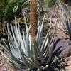 Thumbnail #1 of Aloe suzannae by palmbob