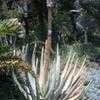 Thumbnail #3 of Aloe suzannae by palmbob