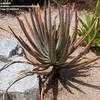 Thumbnail #4 of Aloe suzannae by palmbob