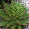 Thumbnail #1 of Echeveria agavoides by Lee