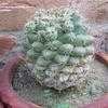 Thumbnail #3 of Coryphantha elephantidens by cactus_lover