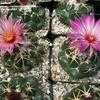 Thumbnail #1 of Coryphantha elephantidens by palmbob