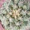 Thumbnail #4 of Coryphantha elephantidens by cactus_lover