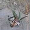 Thumbnail #1 of Aloe comosa by palmbob