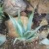 Thumbnail #2 of Aloe comosa by RWhiz