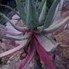 Thumbnail #5 of Aloe comosa by thistlesifter