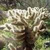 Thumbnail #1 of Cylindropuntia bigelovii by lmelling