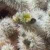 Thumbnail #3 of Cylindropuntia bigelovii by Kelli