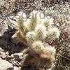 Thumbnail #4 of Cylindropuntia bigelovii by roadrunner
