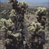 Thumbnail #5 of Cylindropuntia bigelovii by kennedyh