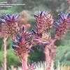 Thumbnail #4 of Puya venusta by palmbob