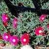 Thumbnail #2 of Lampranthus spectabilis by Happenstance