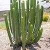 Thumbnail #1 of Euphorbia canariensis by palmbob