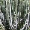Thumbnail #2 of Euphorbia canariensis by palmbob