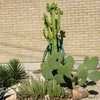 Thumbnail #3 of Euphorbia ammak by htop
