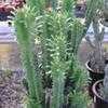Thumbnail #1 of Euphorbia ammak by palmbob