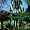 Thumbnail #5 of Euphorbia ammak by palmbob