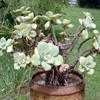 Thumbnail #1 of Aeonium haworthii by Ulrich