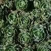 Thumbnail #4 of Sedum pachyclados by Calif_Sue